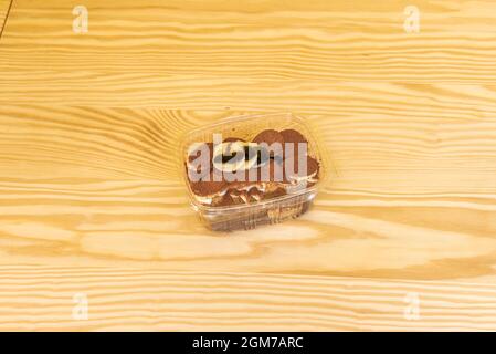 Italienisches Tiramisu-Dessert mit Bananenscheiben darauf, überzogen mit Kakaopulver und Schokoladensirup Stockfoto