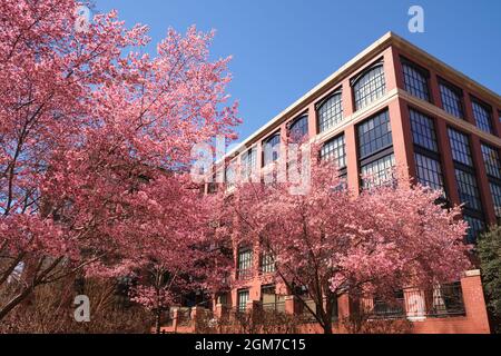 Die rosa Kirschbaumblume blüht, blüht vor einem neuen industriellen, loftartigen Backsteinhaus in Rosslyn, Virginia, in der Nähe von Washington DC. Stockfoto