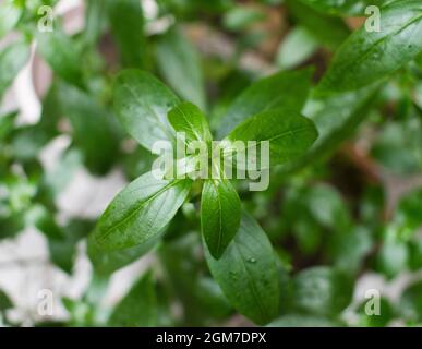 Gartenkraut zur Heilung von Diabetes Stockfoto