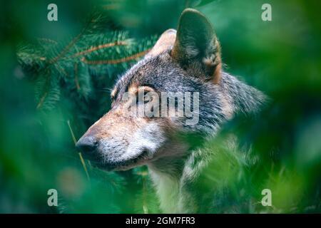 Jagd europäischen Wolf (Canis lupus lupus), sehr schönes Tier und extrem gefährlich Tier. Potrait im Wald Stockfoto