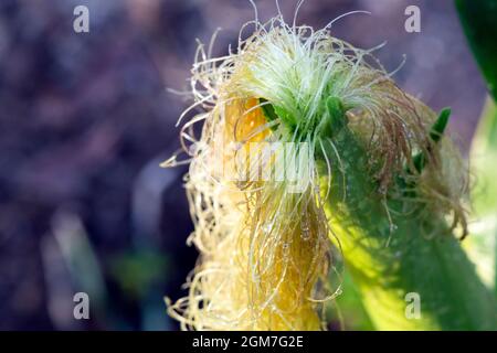 Maisseide, nass unter Sonnenlicht, isoliert mit starkem Bokeh und großem Kopierraum. Stockfoto