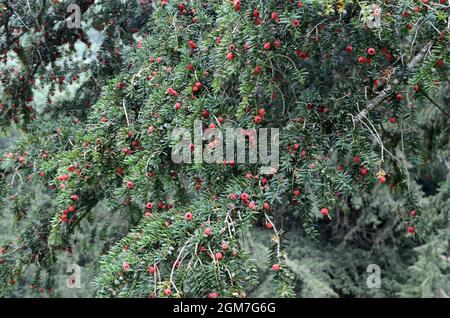 Eibe Baum Beeren Taxus baccata Stockfoto