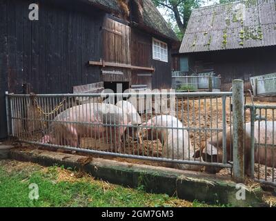 Eine Gruppe glücklicher Schweine in einem offenen Stall draußen Stockfoto