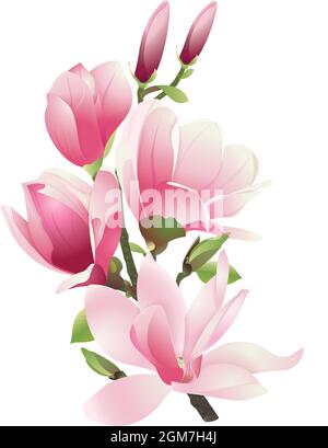Ein Zweig der Magnolie mit rosa Blüten und Blättern auf weißem Hintergrund. Frühlingsblumen im Vektor Stock Vektor