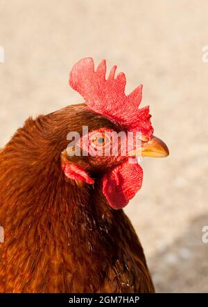 Porträt eines braunen Hähnchens Stockfoto