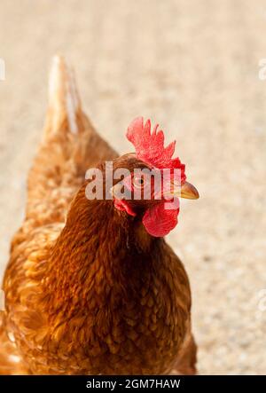 Porträt einer braunen Henne Stockfoto