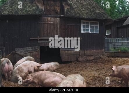 Eine Gruppe glücklicher Schweine in einem offenen Stall draußen Stockfoto