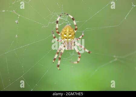 Gelbe Spinne mit vier Flecken im Sommergarten. Araneus quadratus arachnid auf Spinnennetz durch grünen verschwommenen Hintergrund Stockfoto