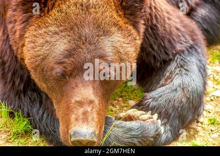 Porträt eines liegenden Braunbären. Vorderansicht des Ursus Arctos-Kopfes aus der Nähe. Großes wildes Tier, das sich im Wald ausruhen kann Stockfoto