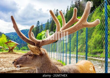 Rotwild-Porträt mit großen Samthörnern. Erwachsene Cervus elaphus gehörnter Kopf in Nahaufnahme, Seitenansicht Stockfoto