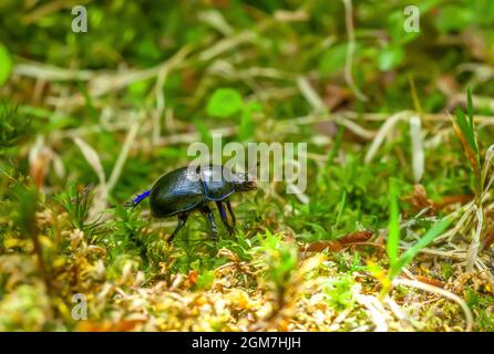 Blauer metallischer erdbohrende Mistkäfer in grünem Moos, Seitenansicht. Anoplotrupes stercorosus Bug im Sommerwald, selektiver Fokus Stockfoto