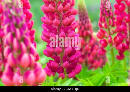 Rosa Lupinus Blüten wachsen im Sommergarten. Ornamentale Lupinen wachsen aus der Nähe des Hinterhofs, selektiver Fokus Stockfoto