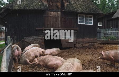 Eine Gruppe glücklicher Schweine in einem offenen Stall draußen Stockfoto