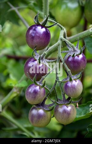 Selektive Nahaufnahme unreifer Indigo Rose-Tomaten, die in einem Garten wachsen Stockfoto