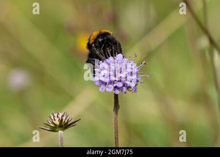 Buff-tailed Hummel- Bombus terrestris bestäubt auf Devil's-bit scabious-Succisa pratensis. Stockfoto