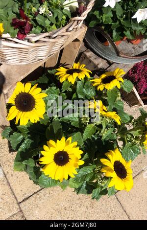 Sonnenblumen und Pflanzen sind auf dem Bahnsteig des Bahnhofs Alresford zu sehen. Hampshire England, Großbritannien. Brunnenkresselinie. Stockfoto