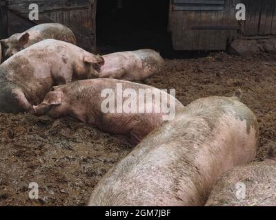 Eine Gruppe glücklicher Schweine in einem offenen Stall draußen Stockfoto