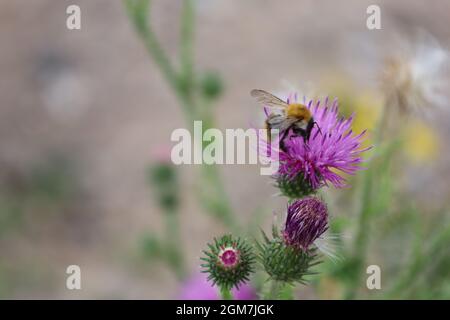 Bonn Deutschland Juli 2021 Nahaufnahme einer Hummel, die sich in natürlichem Sonnenlicht auf einer Distel aufrafft Stockfoto