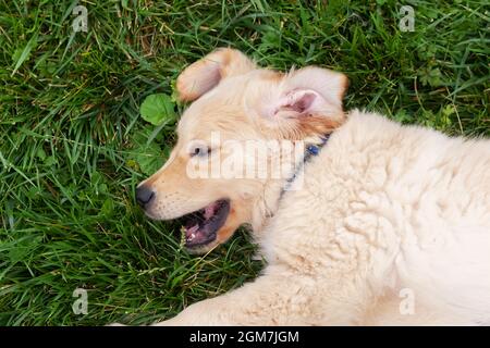 Happy Golden Retriever liegt im grünen Gras-Hinterhof. Stockfoto