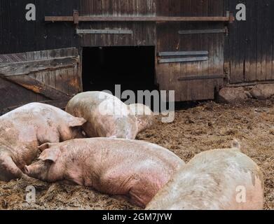 Eine Gruppe glücklicher Schweine in einem offenen Stall draußen Stockfoto