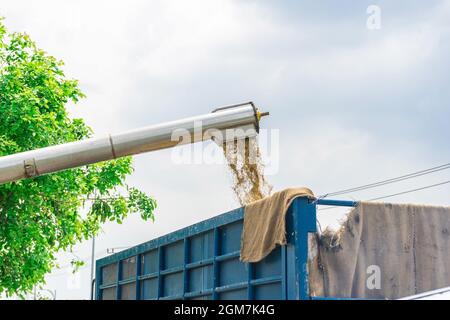 Mähdrescher in Aktion auf Weizenfeld. Die Ernte ist der Prozess der Erfassung eine reife Ernte von den Feldern. Stockfoto
