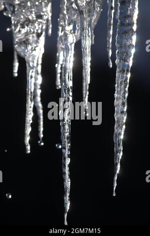 Ickle Eiszapfen schmelzen tropfend Tropfen Winterschnee Stockfoto