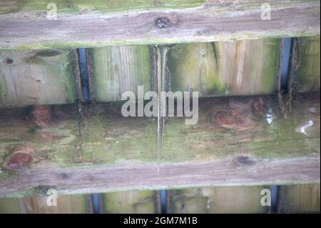 Ickle Eiszapfen schmelzen tropfend Tropfen Winterschnee Stockfoto