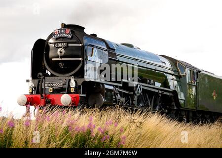 Dampfmaschine Tornado durch Montrose Scotland UK Stockfoto