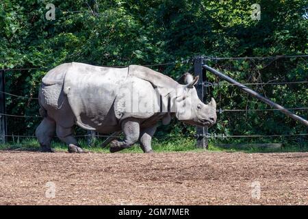 Ein Nashorntier im Toronto Zoo in der Stadt Toronto, Kanada. Der berühmte Ort ist eine Touristenattraktion und ein lokales Wahrzeichen Stockfoto