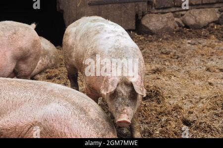 Eine Gruppe glücklicher Schweine in einem offenen Stall draußen Stockfoto