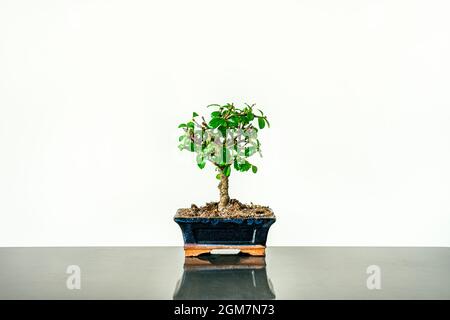 Kleiner Bonsai in blauem Topf mit vielen Blättern auf grauem Metalltisch Stockfoto