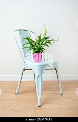 Spatifilum mit Blumen und rosa Topf auf pastellblauem Liegestuhl auf Eichenboden und weißer Wand Stockfoto
