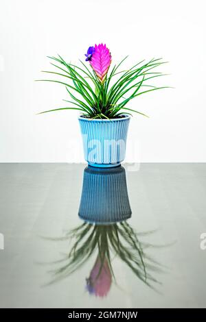 Schöne Tillandsia Cyanea Pflanze auf reflektierendem Metalltisch Stockfoto