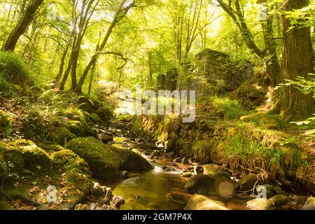 Die erste Cornish Mühle, die Schießpulver herstellt, ist ein wunderschöner Wald mit faszinierenden Überresten seiner industriellen Vergangenheit als Schießpulver-Fabrik, Stockfoto