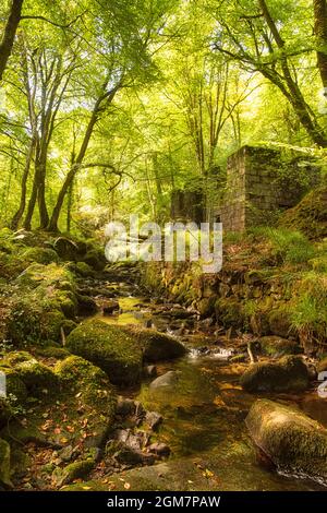 Die erste Cornish Mühle, die Schießpulver herstellt, ist ein wunderschöner Wald mit faszinierenden Überresten seiner industriellen Vergangenheit als Schießpulver-Fabrik, Stockfoto