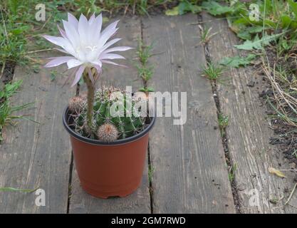 Ein schöner Echinopsis Oixigona Kaktus in wunderschöner Blüte mit violetten Blütenblättern - Holzhintergrund Stockfoto