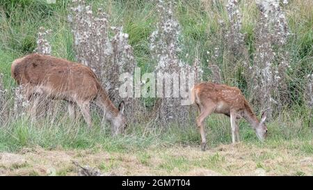 Hirsch-Weibchen mit Neugeborenen auf der Weide (Cervus elaphus) Stockfoto