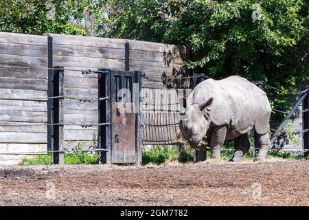 Schwarzes Nashorn im Zoo von Toronto Stockfoto