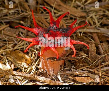 Stinkhorn-Pilz (Basidiomycete-Pilz, Anemone-Stinkhorn, Seesterne-Pilz, Seemanemone-Pilz, Aseroe rubra). Rot, übel riechend, Queensland, Australien. Stockfoto