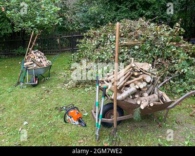 Im Herbst werden im Garten Holzschnitte geschnitten Stockfoto