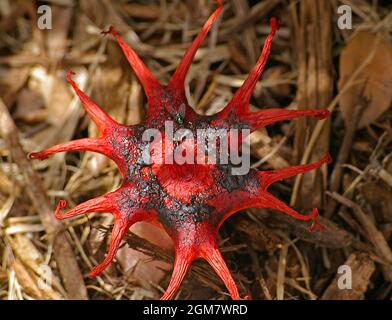 Stinkhorn-Pilz (Basidiomycete-Pilz, Anemone-Stinkhorn, Seesterne-Pilz, Seemanemone-Pilz, Aseroe rubra). Rot, übel riechend, Queensland, Australien. Stockfoto