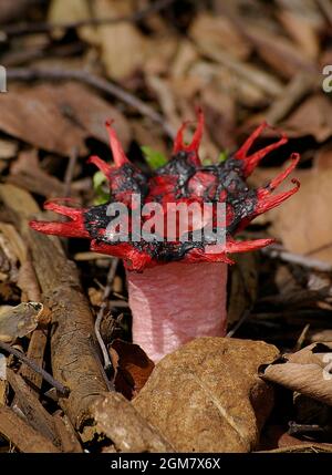 Stinkhorn-Pilz (Basidiomycete-Pilz, Anemone-Stinkhorn, Seesterne-Pilz, Seemanemone-Pilz, Aseroe rubra). Rot, übel riechend, Queensland, Australien. Stockfoto