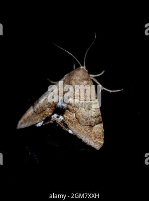 Australische Semi-Looper-Motte, achaea janata, ruht auf dunklem Hintergrund. Garten im Sommer, Tamborine Mountain, Queensland. Stockfoto