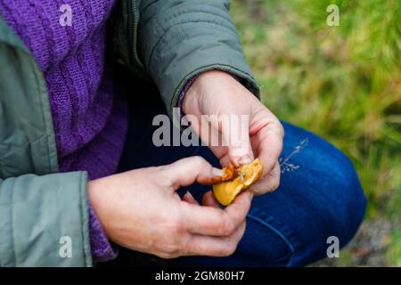 Unschärfe-braune Pilze, Suillus, in weiblichen Händen. Junge Frau pflückt Pilze. Herbstwald. Herbstinspiration. Junge weibliche Hände. Liebe die Natur b Stockfoto