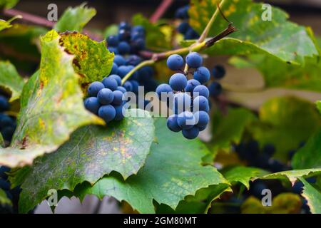 Defokussieren Sie reife Trauben, die draußen hängen. Ein Bund reifer blauer Trauben in Nahaufnahme. Trockene grüne gelbe Blätter. Weinlese im Weinberg. Natürlicher Rückstand Stockfoto