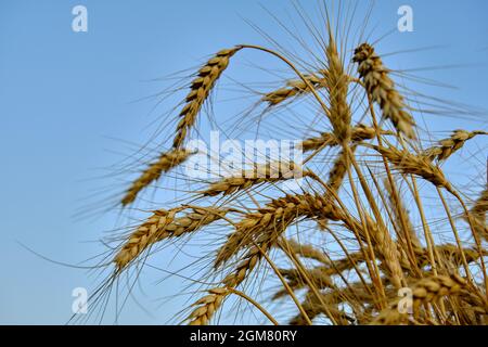 Ein Haufen Weizenohren auf dem Himmel Hintergrund Stockfoto