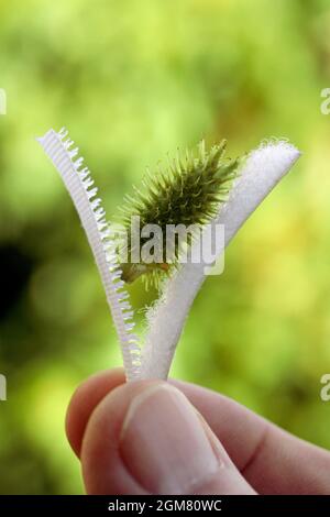 Cocktailspinnen. Natürlicher Prototyp des Klettverschlusses. Xanthium strurarium. Stockfoto