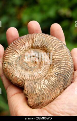 Ammonit Fossil. Stockfoto