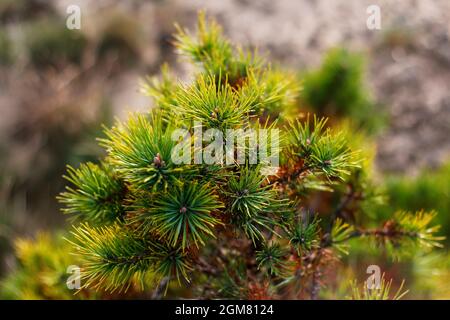 Defocus sibirische Zwergkiefer, Pinus pumila, gelb trocken oder krank. Wilde Pflanzen Sibiriens. Schöner natürlicher grüner Hintergrund. Nahaufnahme. Nicht fokussiert. Stockfoto