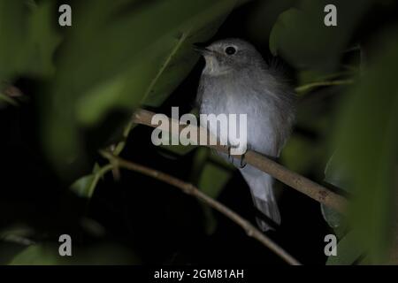 Rotkehlchen-Fliegenfänger, Ficedula albicilla Stockfoto